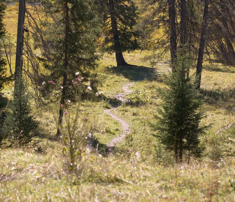 The Grassy Path of Fairy Tales